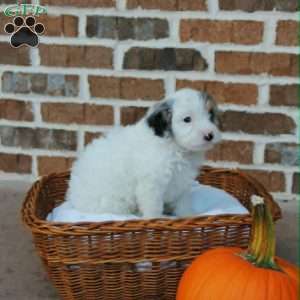 Charlie, Cavapoo Puppy
